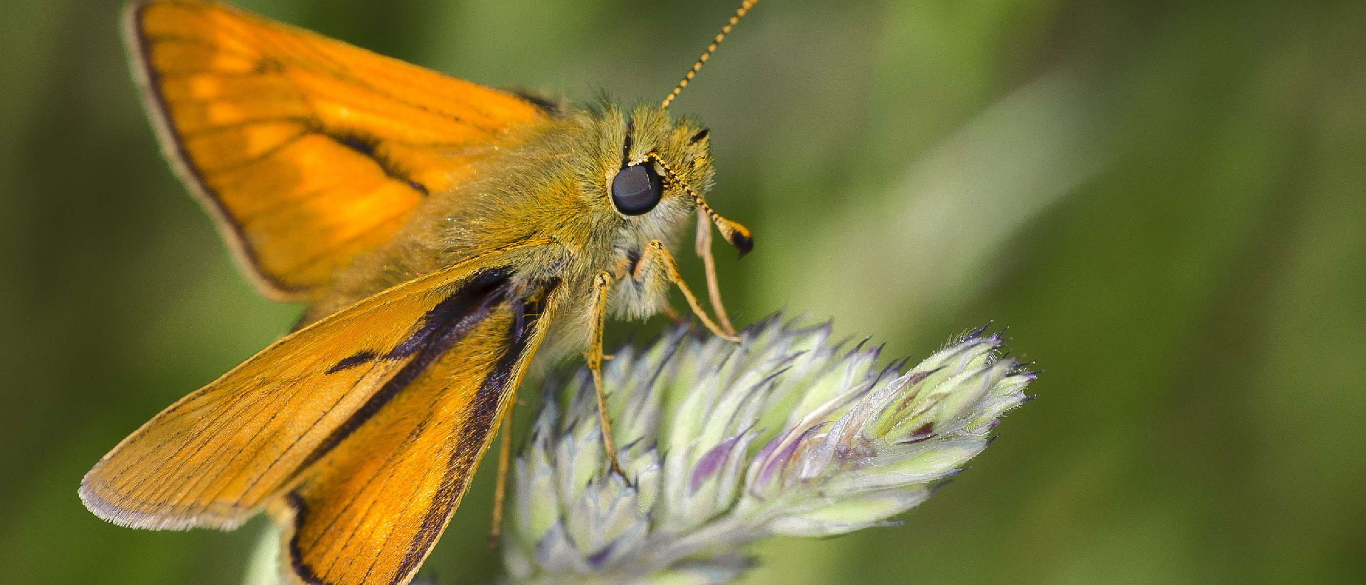 Using JASMIN for the largest ever UK wildlife assessment